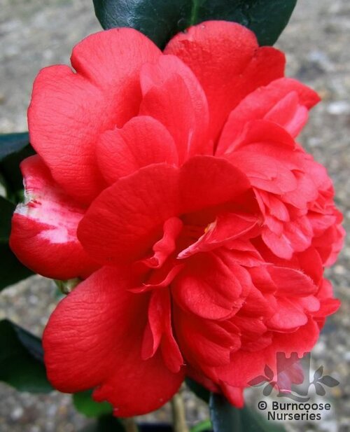 CAMELLIA 'Althaeiflora Gigantea'  
