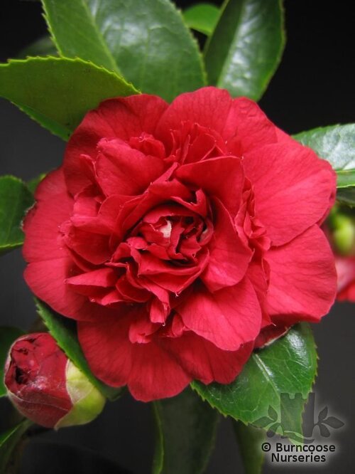 CAMELLIA 'Arajishi'  