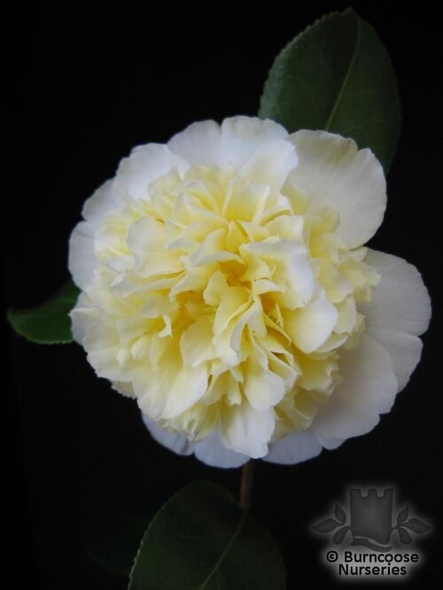 CAMELLIA 'Brushfield's Yellow'  