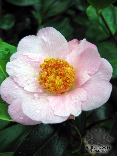 CAMELLIA 'Burncoose'  