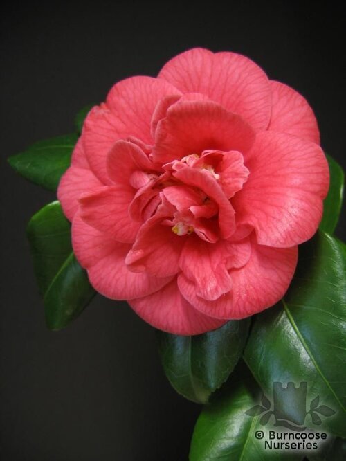 CAMELLIA 'Conspicua'  