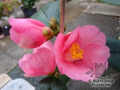 CAMELLIA 'Cornish Spring'  
