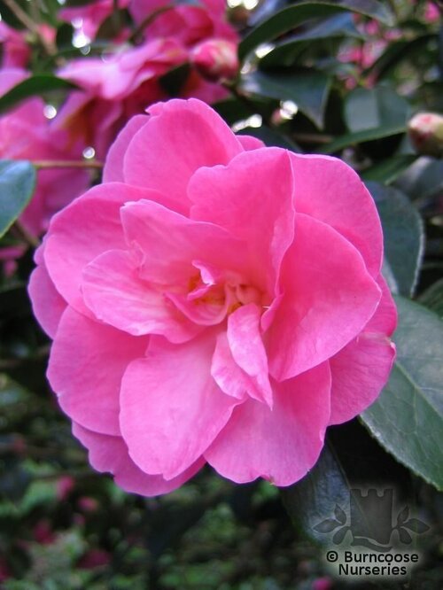 CAMELLIA 'Elegant Beauty'  