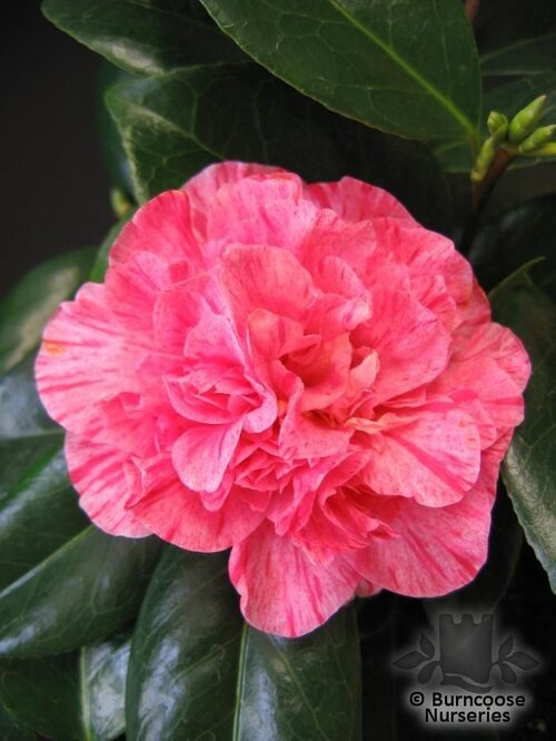 CAMELLIA 'Kick Off'  