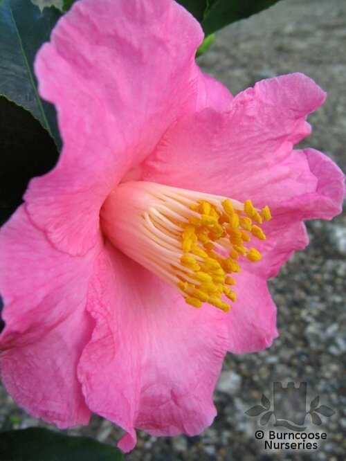 CAMELLIA 'Muskoka'  