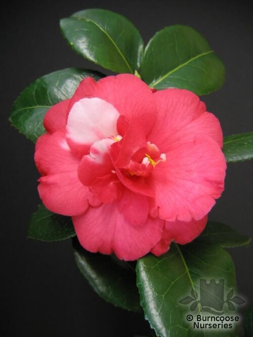CAMELLIA 'Nagasaki'  