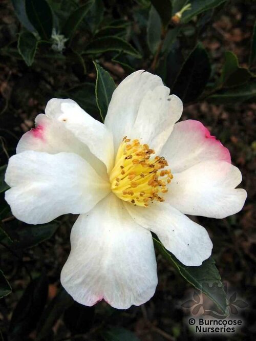 CAMELLIA 'Narumigata'  