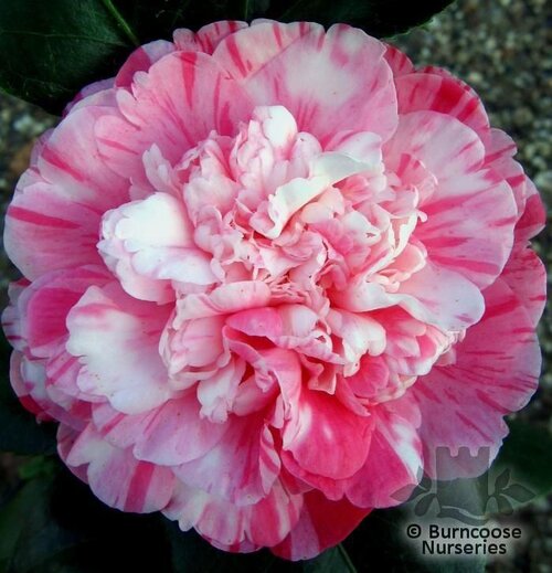 CAMELLIA 'Optima'  