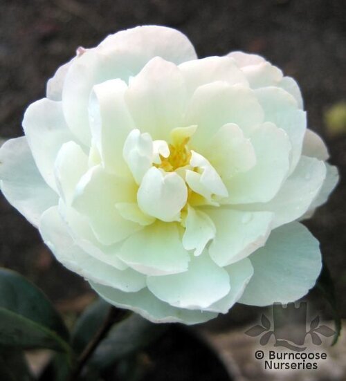 CAMELLIA 'Paradise Pearl'  