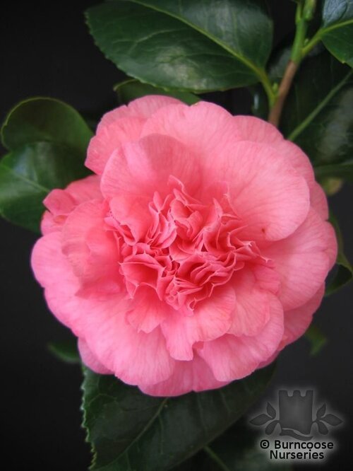 CAMELLIA 'Preston Rose'  