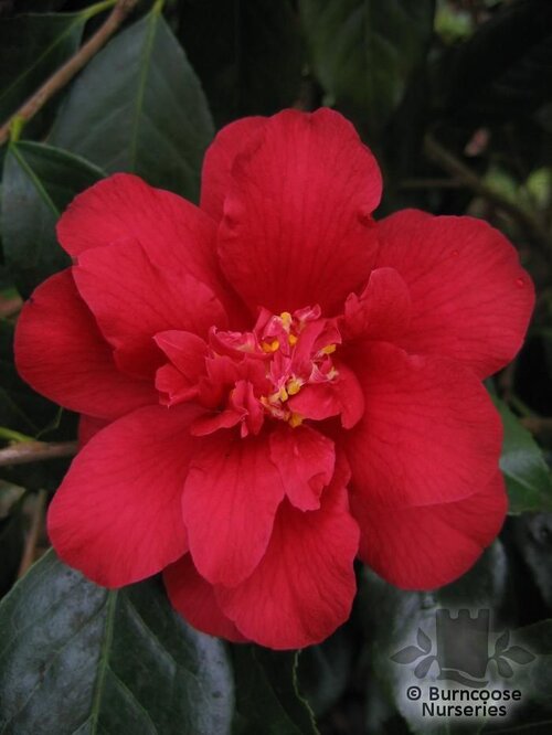 CAMELLIA 'Red Dahlia'  