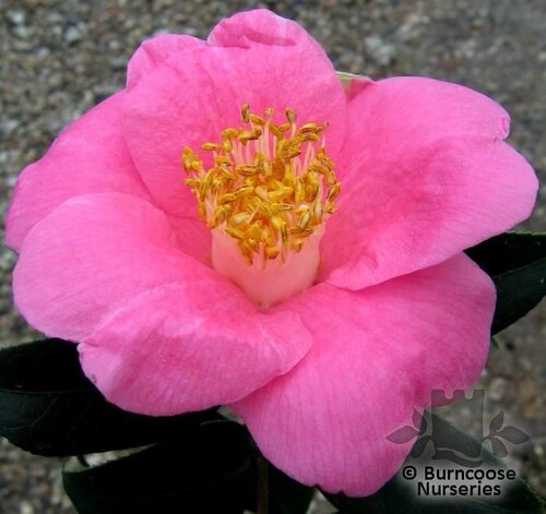 CAMELLIA 'Rosemary Williams'  