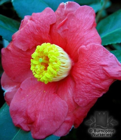CAMELLIA 'Tregye'  