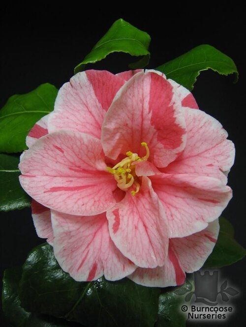 CAMELLIA 'Tricolor'  