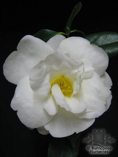 CAMELLIA 'White Nun'  