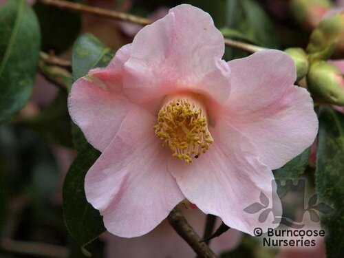CAMELLIA 'Beatrice Michael'  
