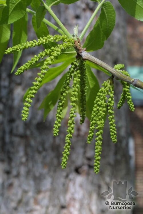 CARYA   