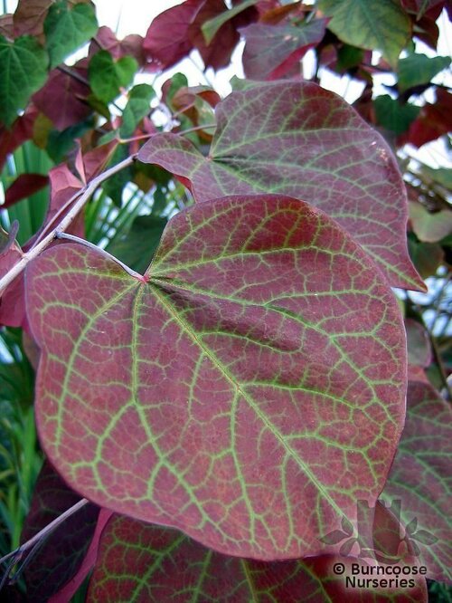 CERCIS canadensis 'Forest Pansy' 