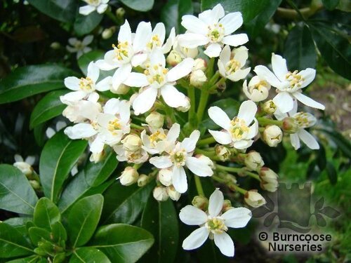 CHOISYA ternata  