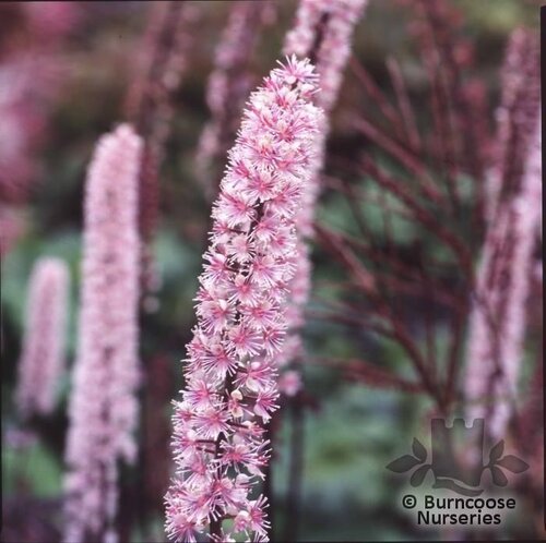 ACTAEA racemosa 'Pink Spike' 