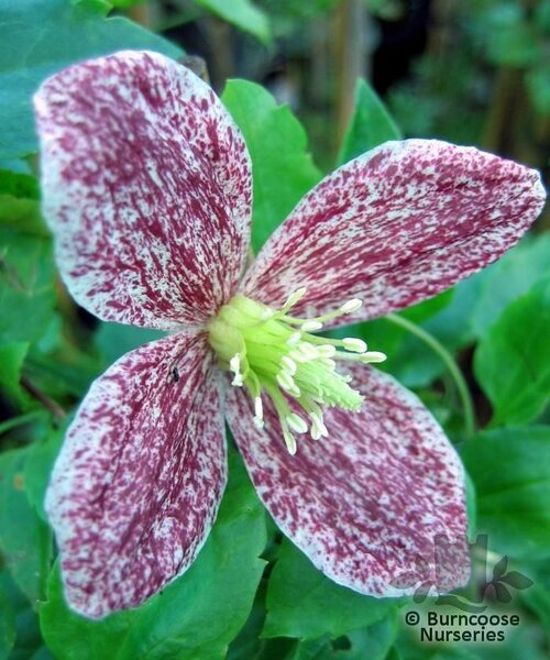 CLEMATIS cirrhosa 'Freckles' 