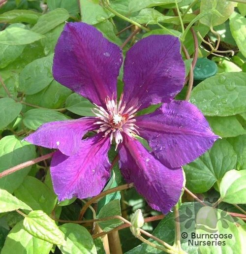 CLEMATIS 'Gipsy Queen'  