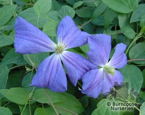 CLEMATIS 'Perle d'Azur'  