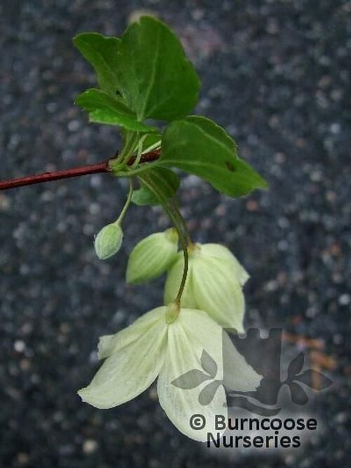 CLEMATIS cirrhosa 'Wisley Cream' 
