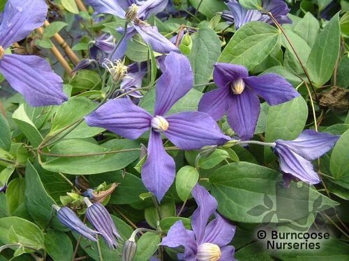 CLEMATIS x durandii  