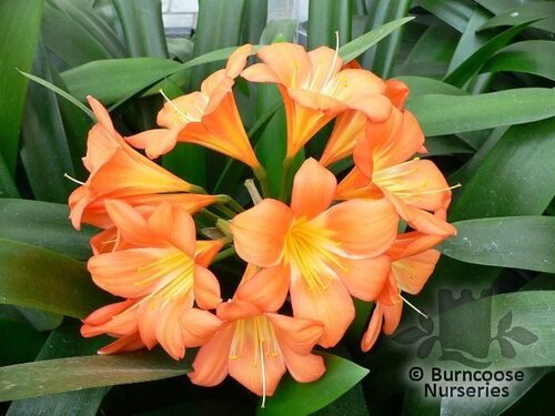 CLIVIA   