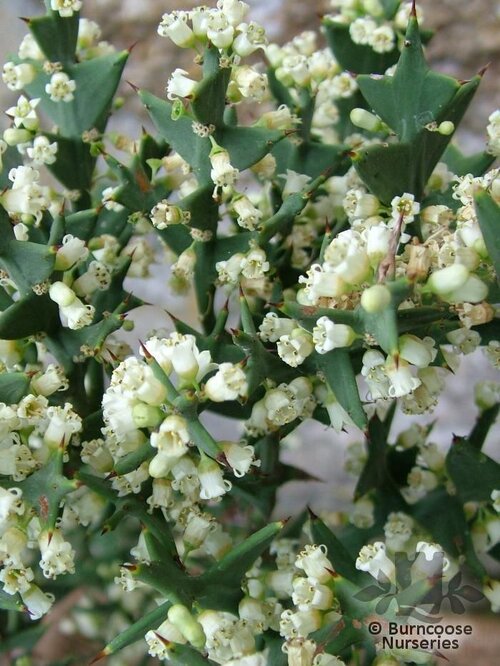 COLLETIA paradoxa  