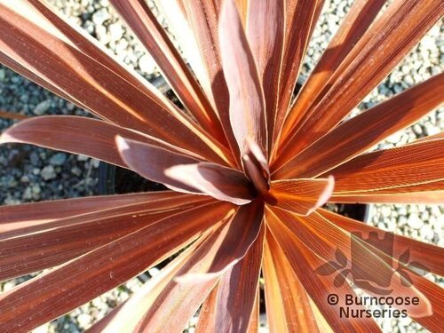 CORDYLINE australis 'Red Star' 