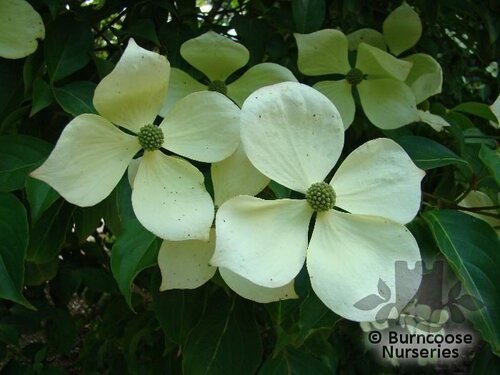 CORNUS 'Norman Hadden'  