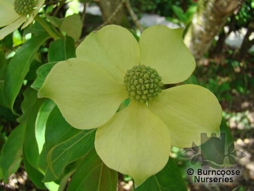CORNUS capitata  