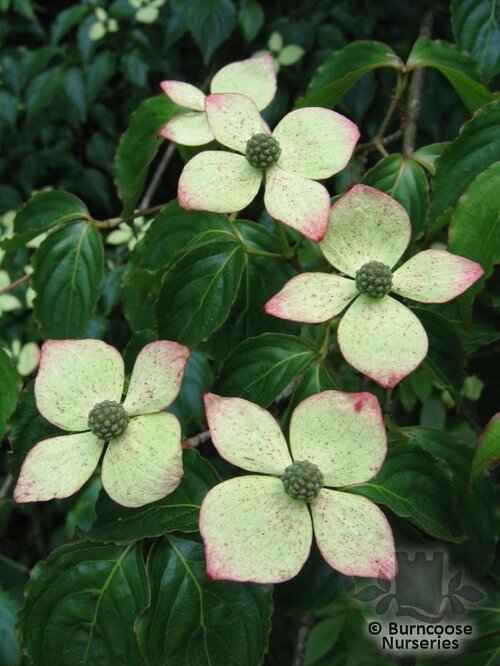 CORNUS kousa  