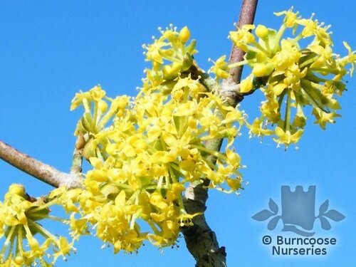CORNUS mas  