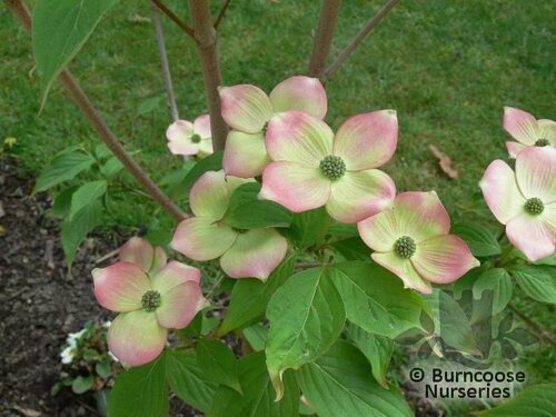 CORNUS x rutgersensis 'Stellar Pink' 