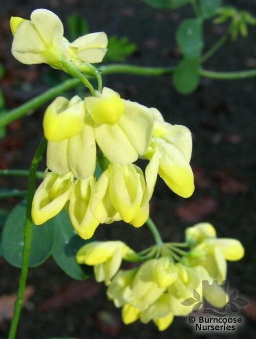 CORONILLA   