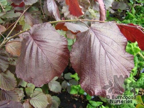 CORYLUS maxima 'Purpurea' 