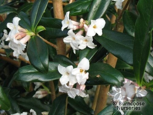 DAPHNE bholua 'Alba' 