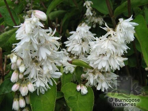DEUTZIA scabra 'Pride of Rochester' 