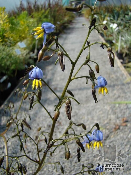 DIANELLA tasmanica  