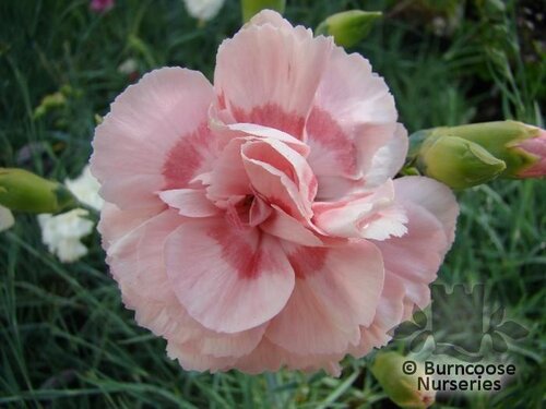 DIANTHUS 'Doris'  