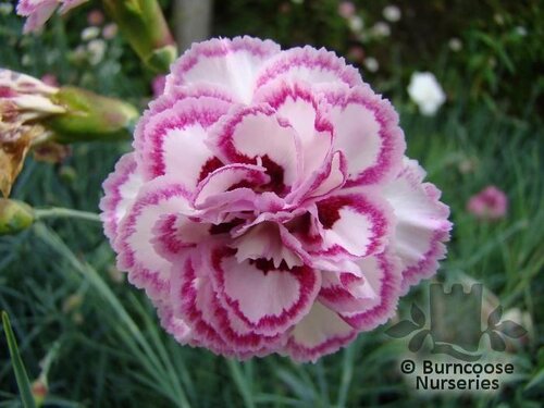 DIANTHUS 'Gran's Favourite'  