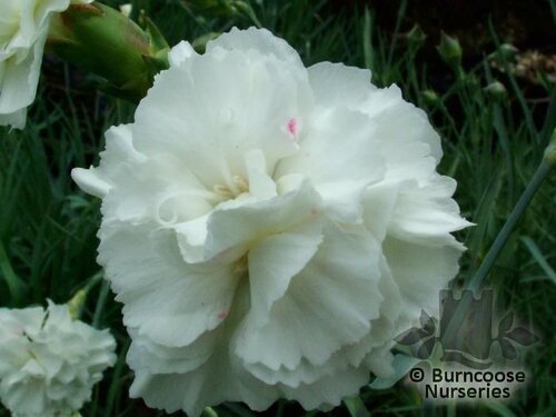 DIANTHUS   