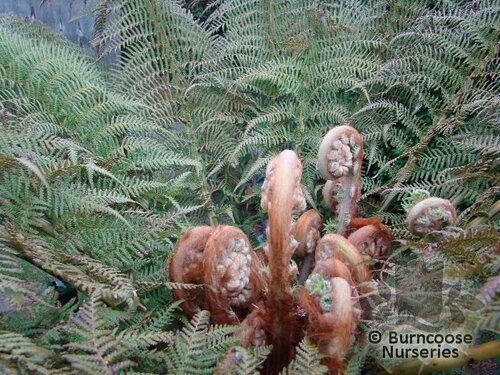 DICKSONIA antarctica  