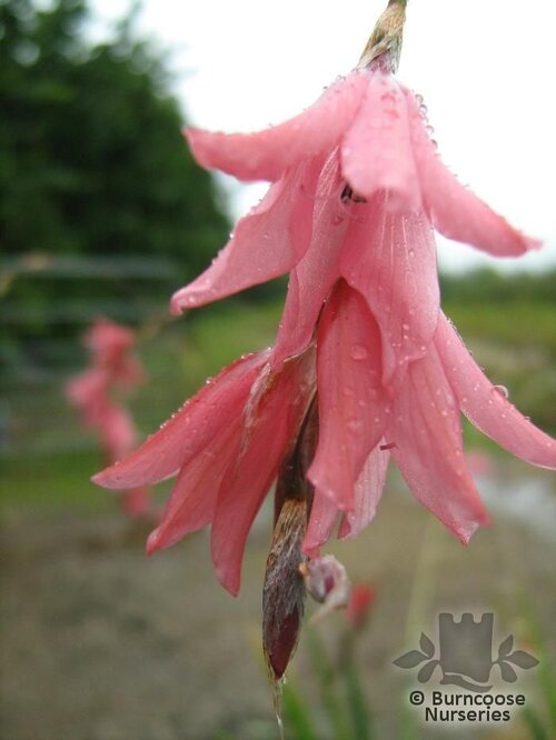 DIERAMA   