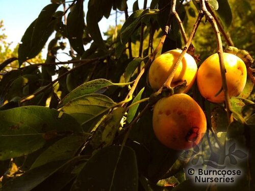 DIOSPYROS virginiana  