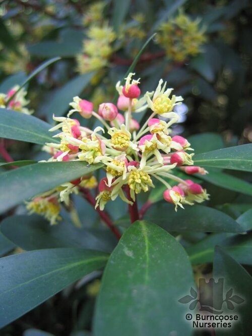 DRIMYS lanceolata  