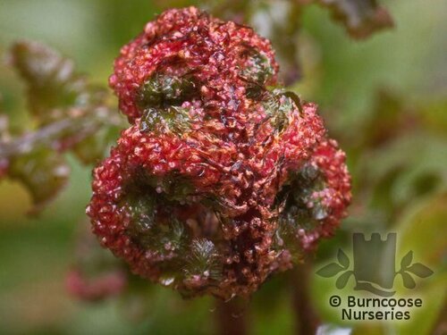 HARDY FERNS Dryopteris erythrosora 'Brilliance'